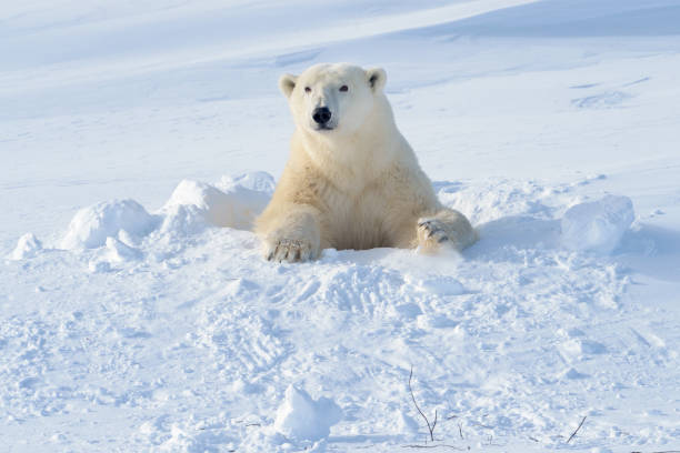 Polar Bear Plunge Team Names Ideas